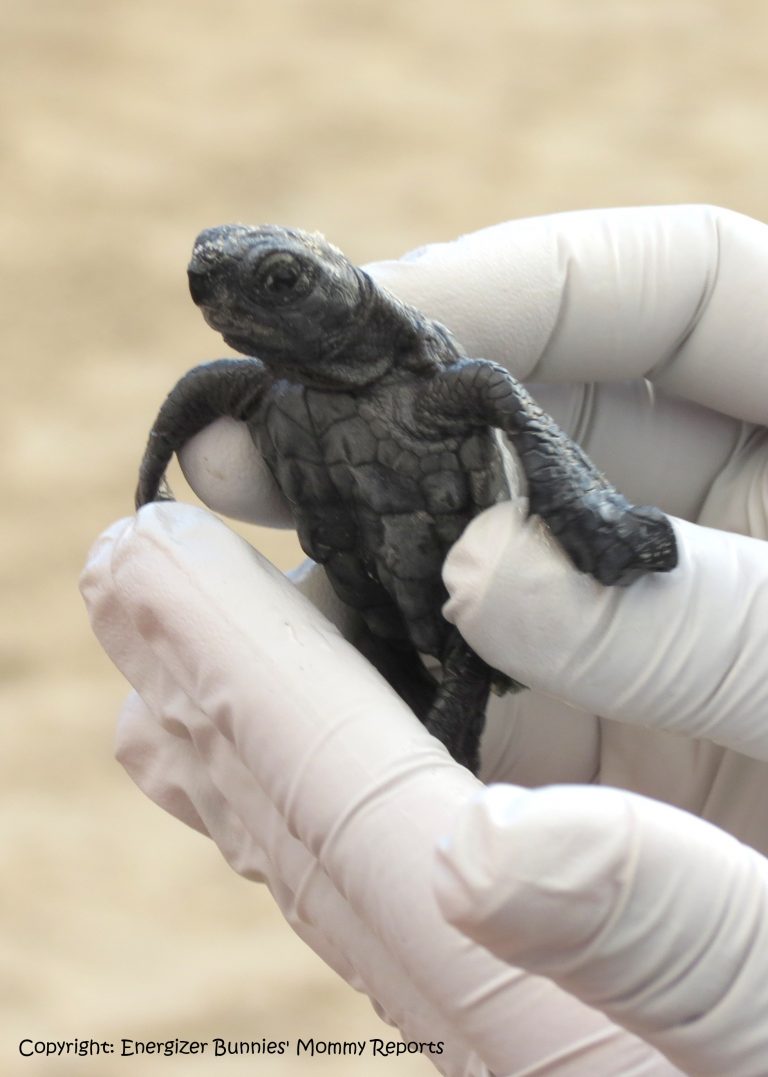 A turtle hatchling release at the Padre Island in Corpus Christi