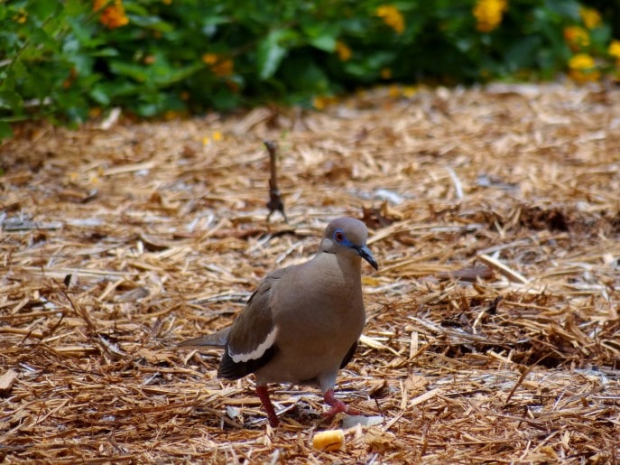 White Winged Dove-Photo Copyright:Mommy Snippets