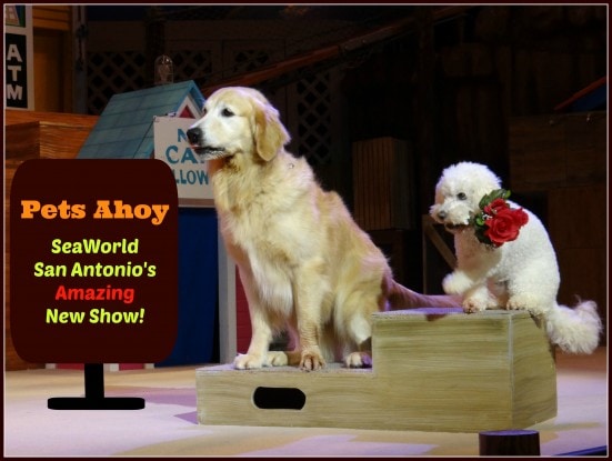 Pets Ahoy- SeaWorld San Antonio's Amazing New Show!- Mommy Snippets