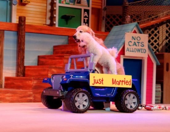 Pets Ahoy, SeaWorld San Antonio's newest show- Mommy Snippets (46)