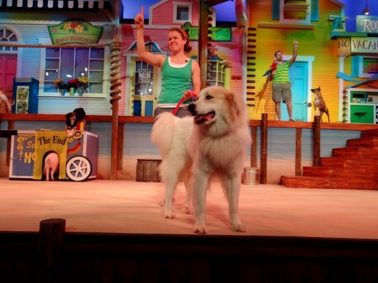 Pets Ahoy, SeaWorld San Antonio's newest show- Mommy Snippets (50)