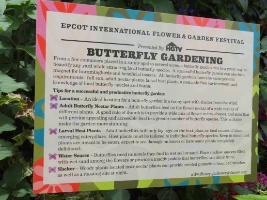 Tinker Bell's Butterfly House- the highlight of Epcot's 20th Flower and Garden Festival, Walt Disney World. {Travel with Mommy Snippets} (11)