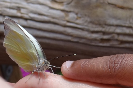 Tinker Bell's Butterfly House- the highlight of Epcot's 20th Flower and Garden Festival, Walt Disney World. {Travel with Mommy Snippets} (12)