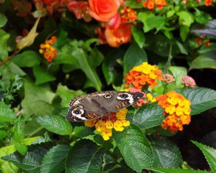 Tinker Bell's Butterfly House- the highlight of Epcot's 20th Flower and Garden Festival, Walt Disney World. {Travel with Mommy Snippets} (17)