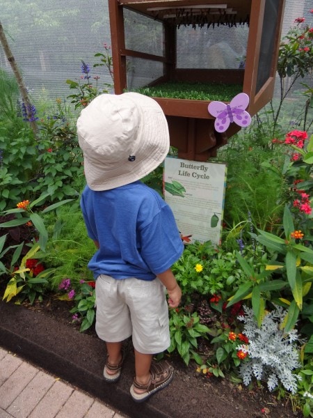 Tinker Bell's Butterfly House- the highlight of Epcot's 20th Flower and Garden Festival, Walt Disney World. {Travel with Mommy Snippets} (2)