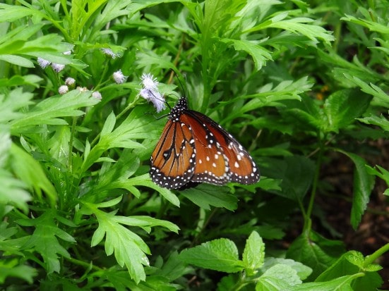 Tinker Bell's Butterfly House- the highlight of Epcot's 20th Flower and Garden Festival, Walt Disney World. {Travel with Mommy Snippets} (7)