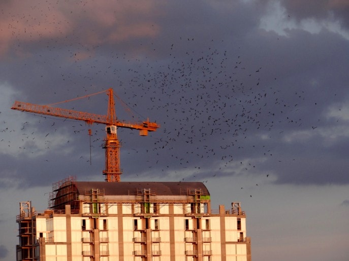 The Flight of the Congress Avenue Bridge Bats  (19)