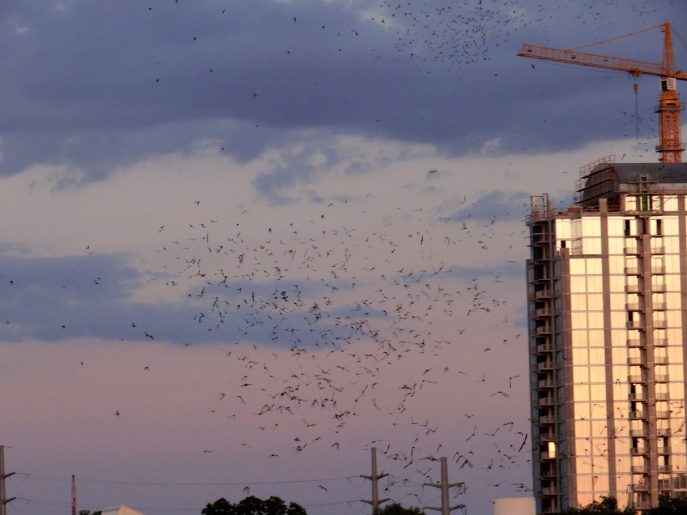 The Flight of the Congress Avenue Bridge Bats  (5)