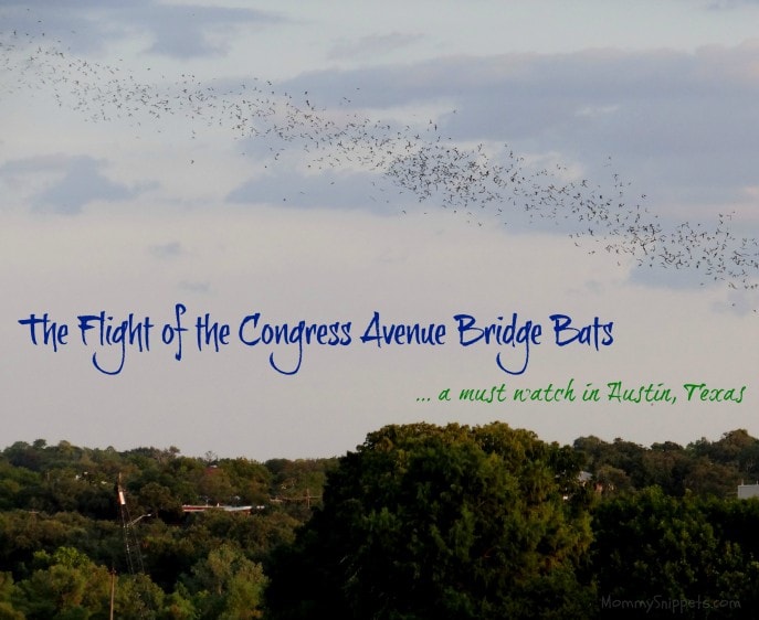 The Flight of the Congress Avenue Bridge Bats - Mommy Snippets, Travel, Austin, Texas