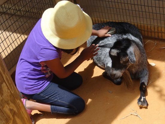 Child petting goat