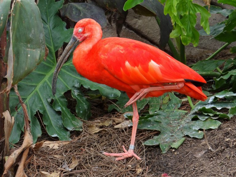 Roa’s Aviary is Aquatica’s new feathered exhibit.