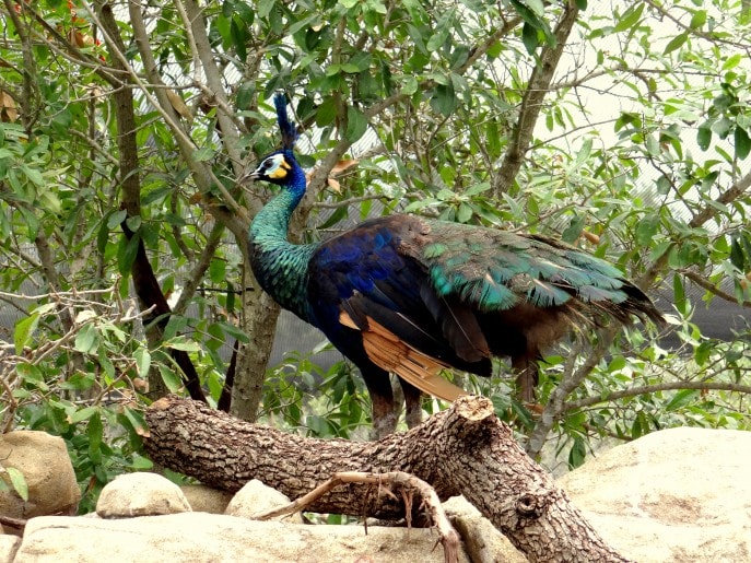 Gorgeous Green Peafowls from Southeast Asia walk around freely.