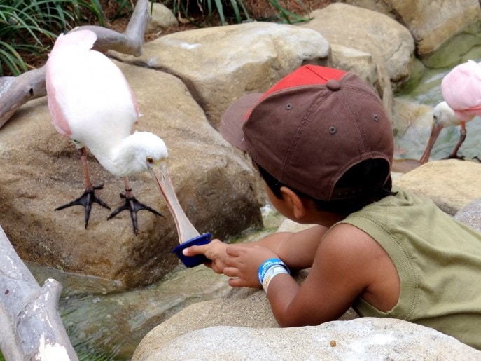 Feeding the Roseate Spoonbill. These birds can be found in North, Central and South America.