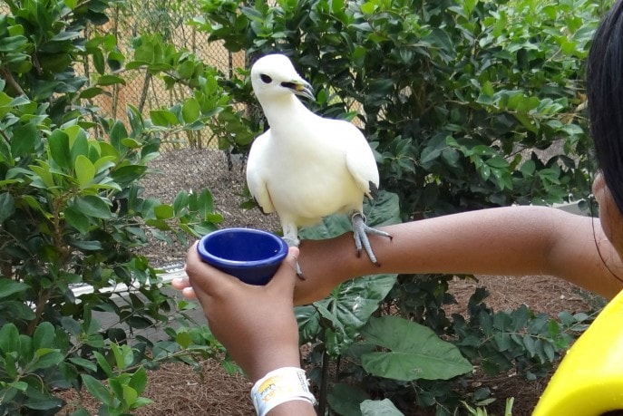 Roa's Aviary is Aquatica's new feathered exhibit (9)