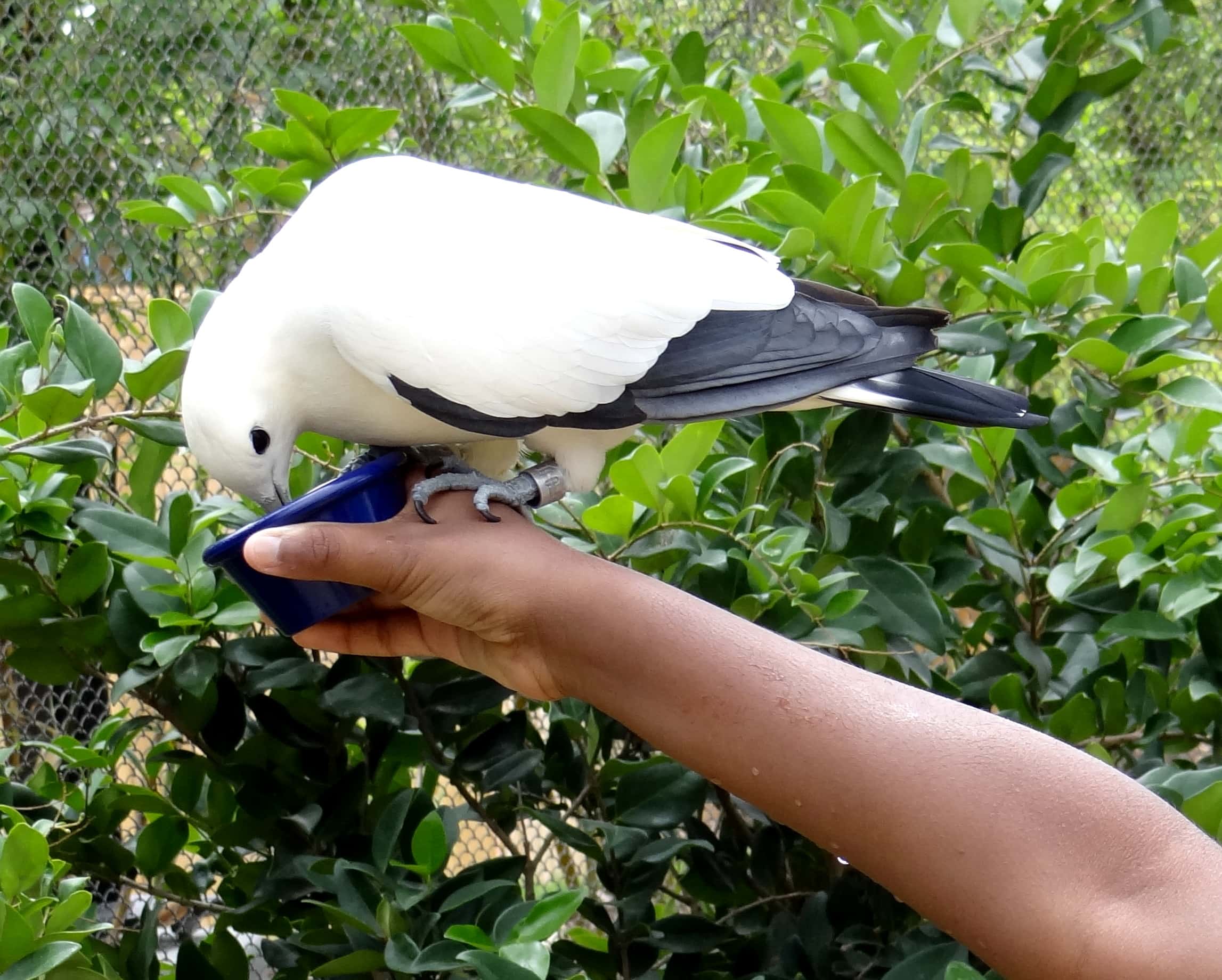 Everyone needs to eat! (ROA's Aviary, Aquatica)