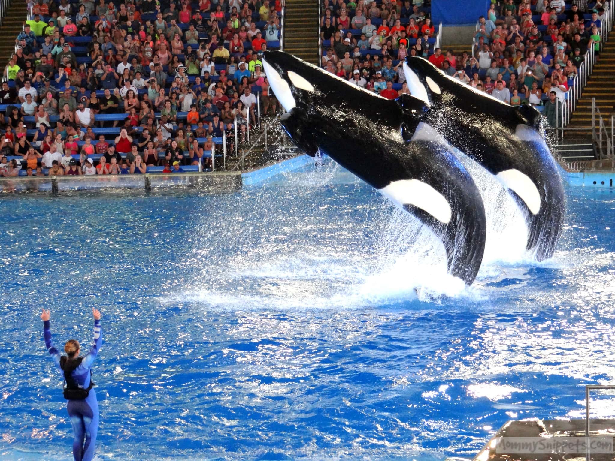 SeaWorld San Antonio Tips 