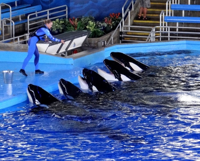 25 SeaWorld San Antonio Insider Tips - Mommy Snippets