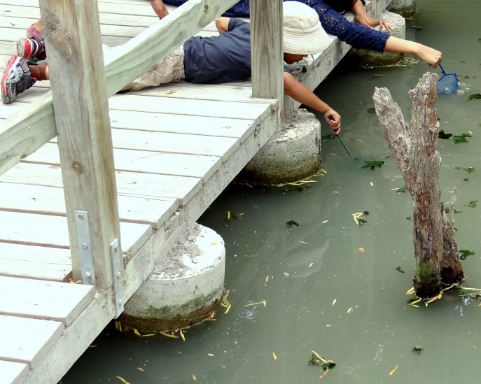 Fostering a love for the Great Outdoors at the Wetlands Park (166)