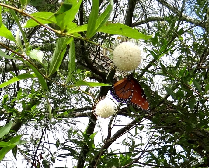 Fostering a love for the Great Outdoors at the Wetlands Park (41)