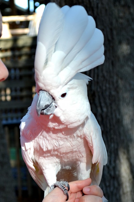 Suzie the cockatoo