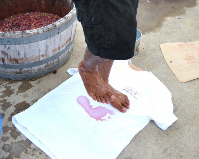 Grape stomping at Windy Winery, Brenham, Texas. {#VisitBrenham}