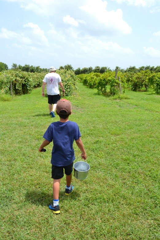 Grape_stomping_Windy_Winery_Brenham_Texas_#VisitBrenham_Travel (15)