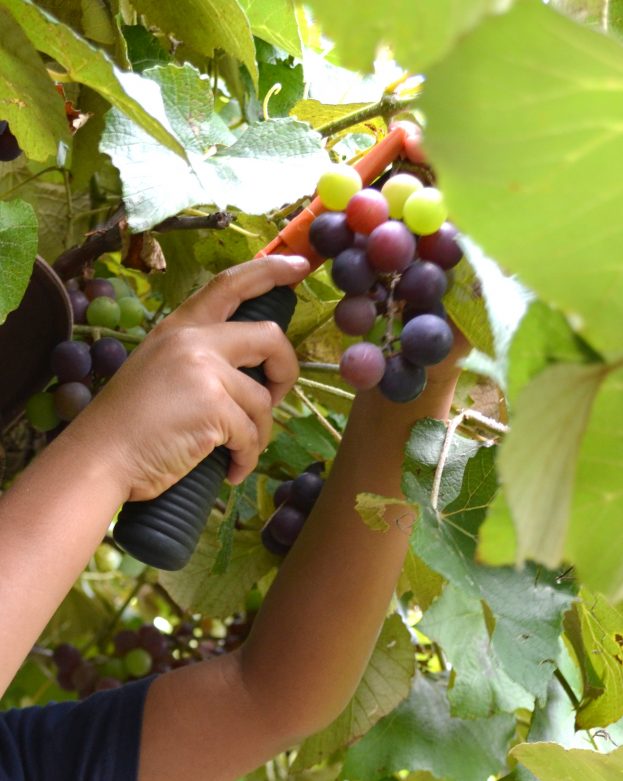 Grape_stomping_Windy_Winery_Brenham_Texas_#VisitBrenham_Travel (23)