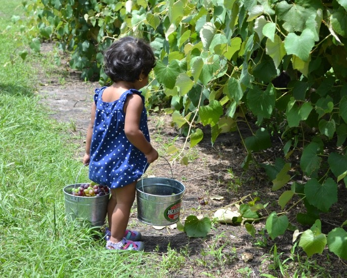 Grape_stomping_Windy_Winery_Brenham_Texas_