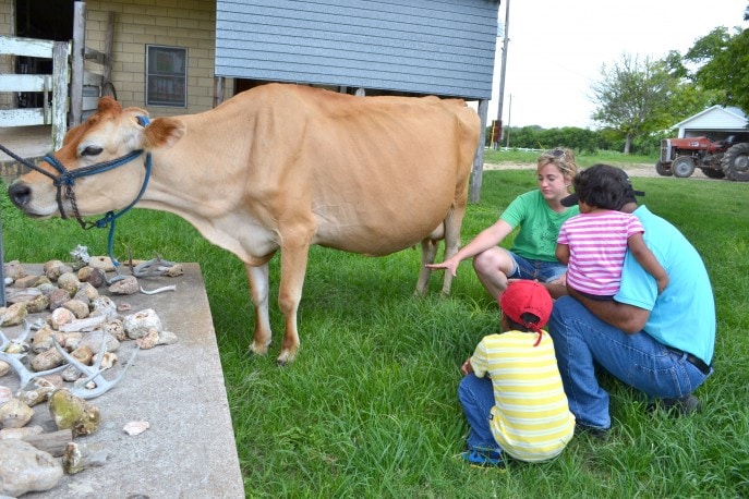 Milk a cow, bottle feed a calf and more at Jersey Barnyard {#VisitBrenham} Photo-Mommy Snippets copyright (119)