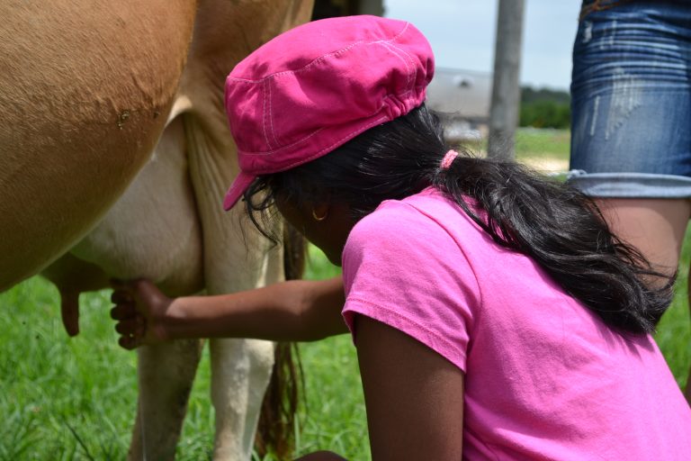 Milk a cow, bottle feed a calf and more at Jersey Barnyard, Brenham