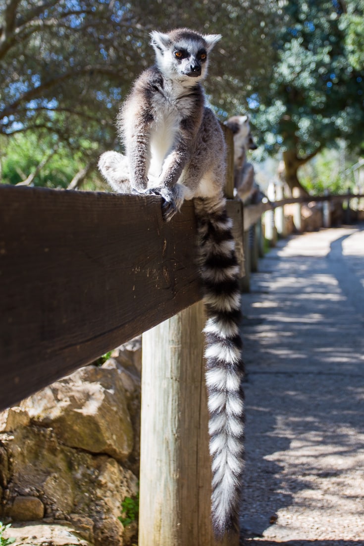 Lemur at Jerusalem Biblical Zoo