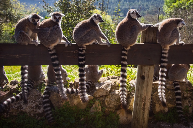 Lemur at Jerusalem Biblical Zoo