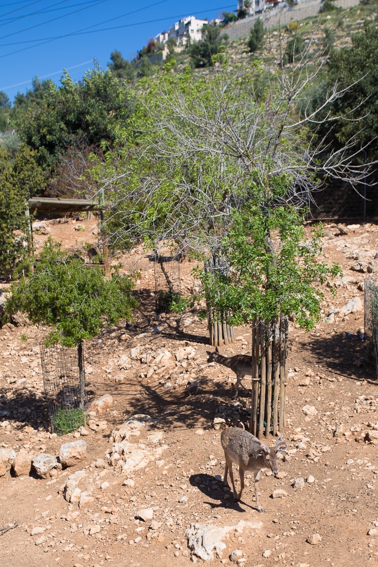 Jerusalem Biblical Zoo