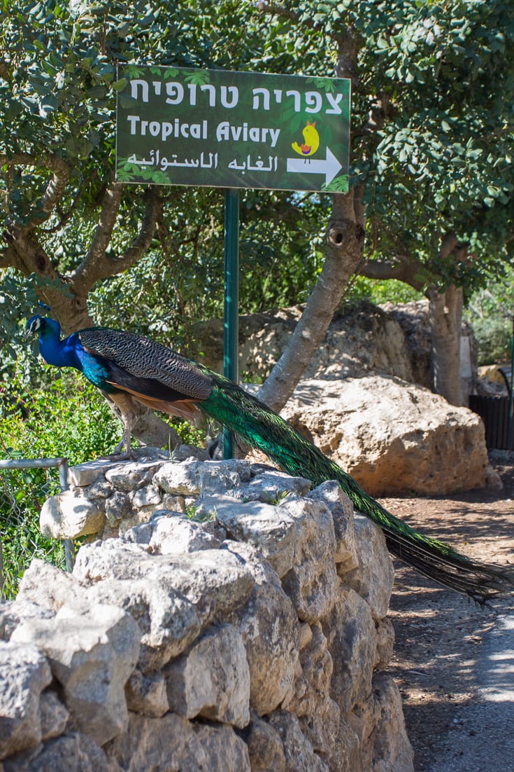 Peacock at Jerusalem Biblical Zoo