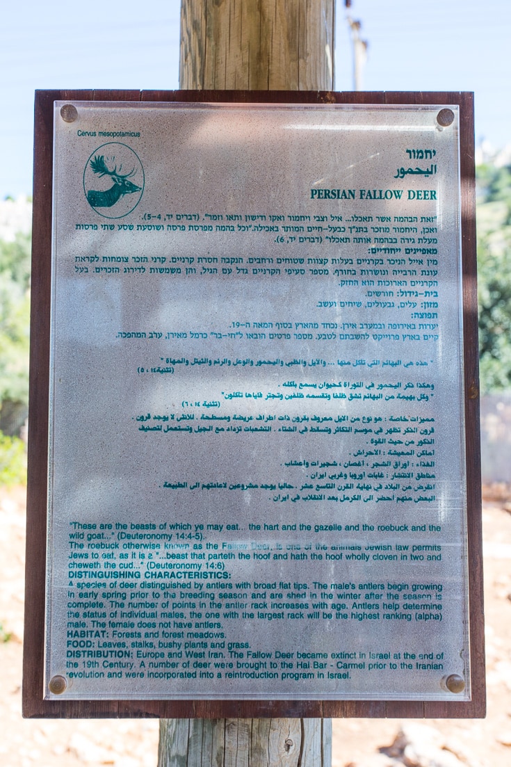 Jerusalem Biblical Zoo