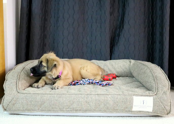 The Best Dog Bed for a Large Dog- MommySnippets (22)