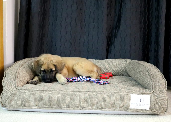 The Best Dog Bed for a Large Dog- MommySnippets (26)