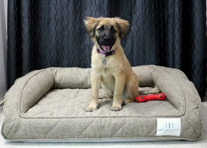 The hunt for the Best Dog Bed for a Large Dog ends here