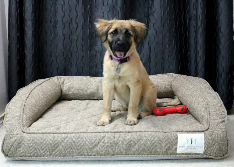 The Best Dog Bed for a Large Dog (+ Giveaway)