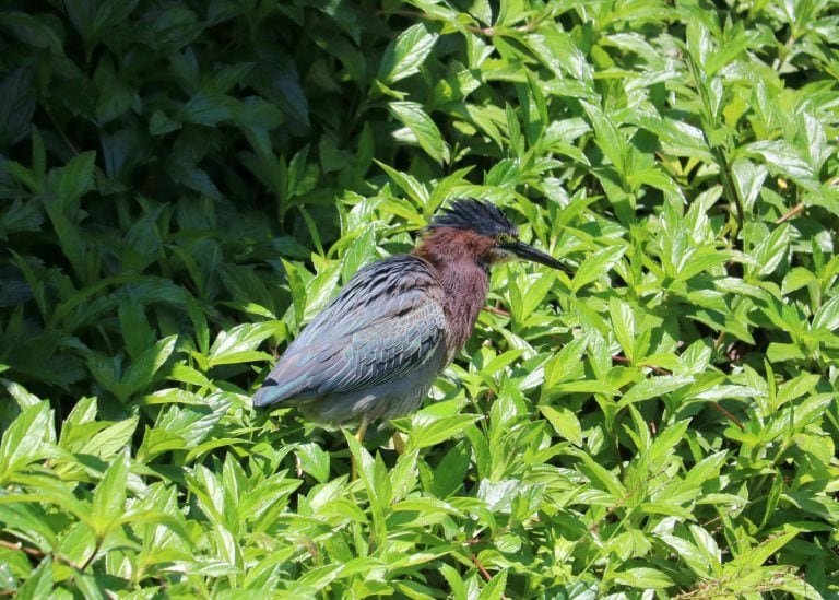 Falling in love with Nature’s best at South Padre Island