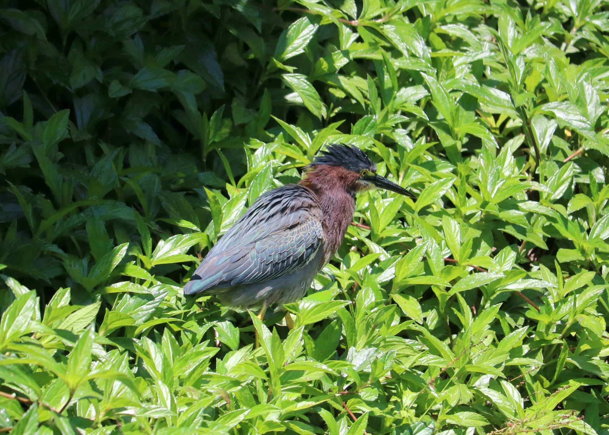 bird at the South Padre Island Nature and Birding Center