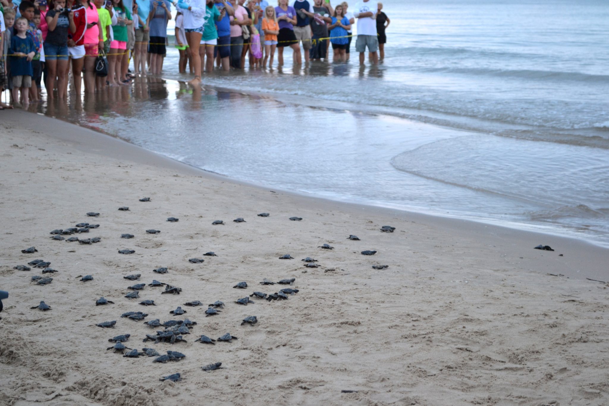 Hatchlings release at South Padre Island