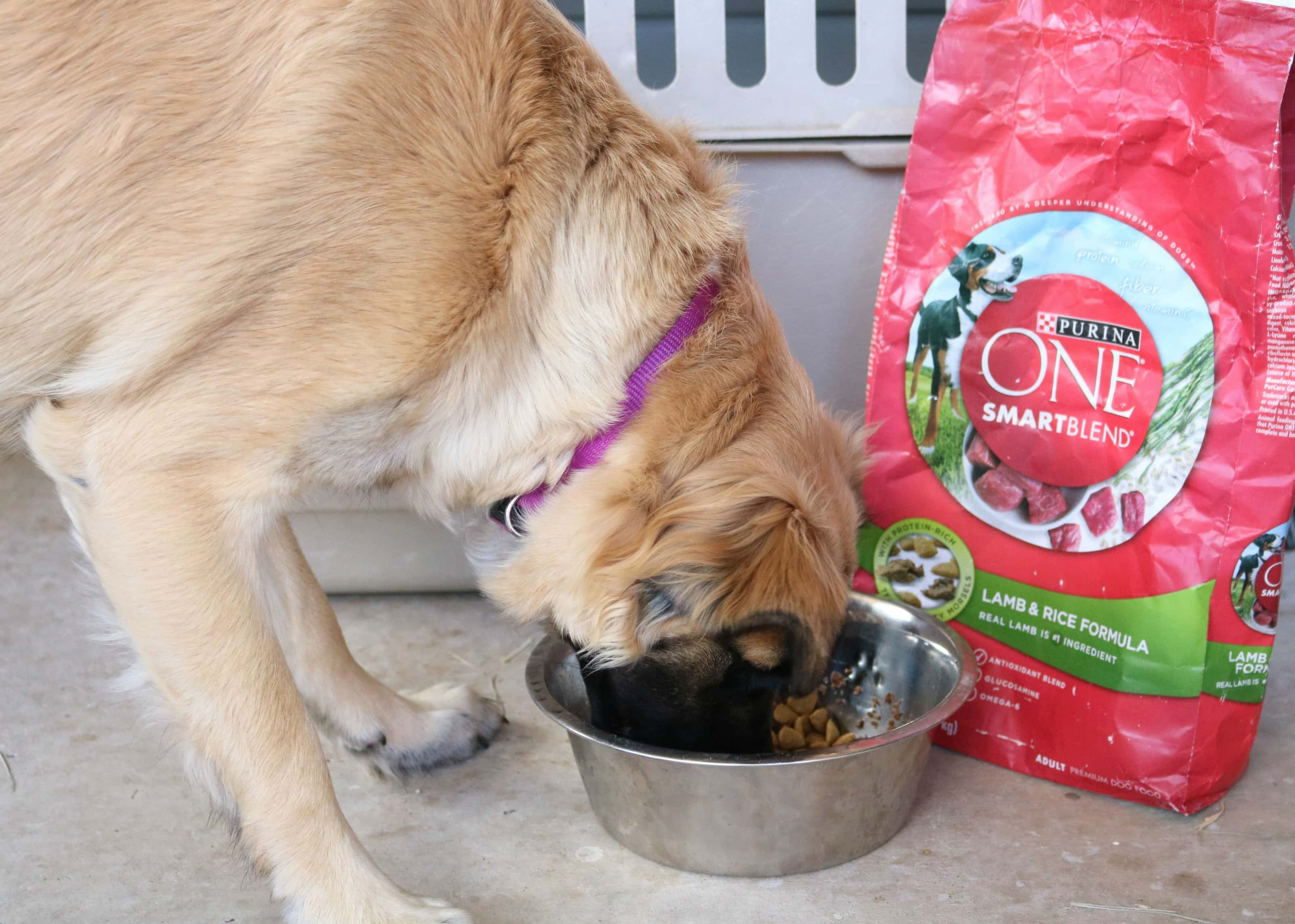 Ways To Make Travel For Your Pet Comfortable And Enjoyable