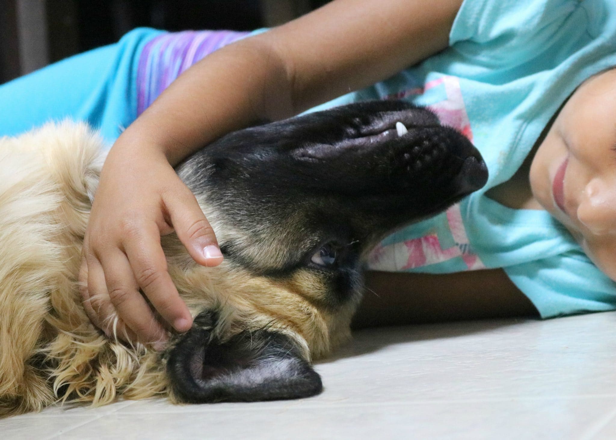 dog belly rubs