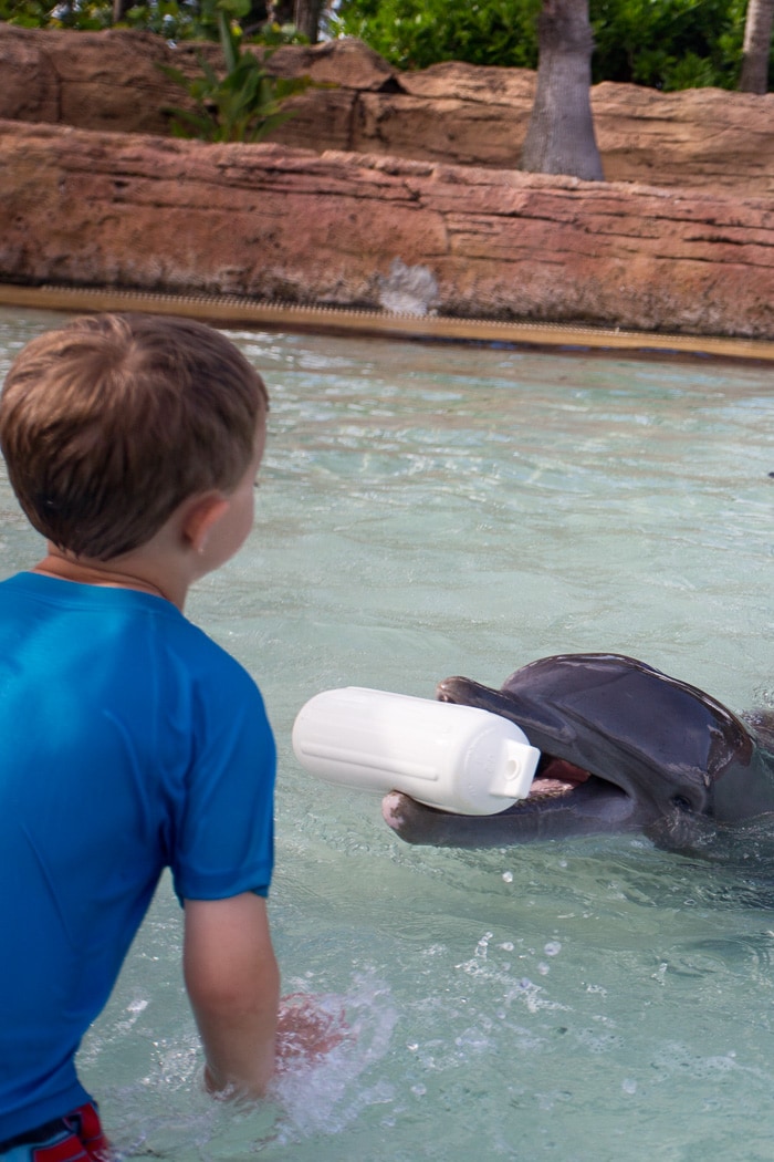 Rise and Shine with Dolphins at Atlantis Bahamas