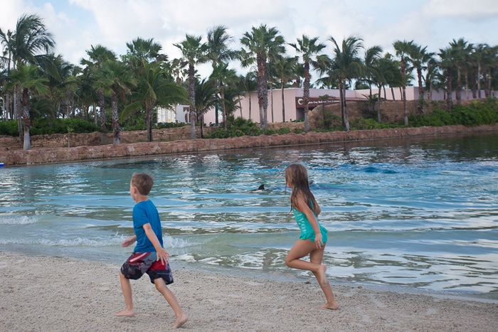 Racing dolphins along the beach