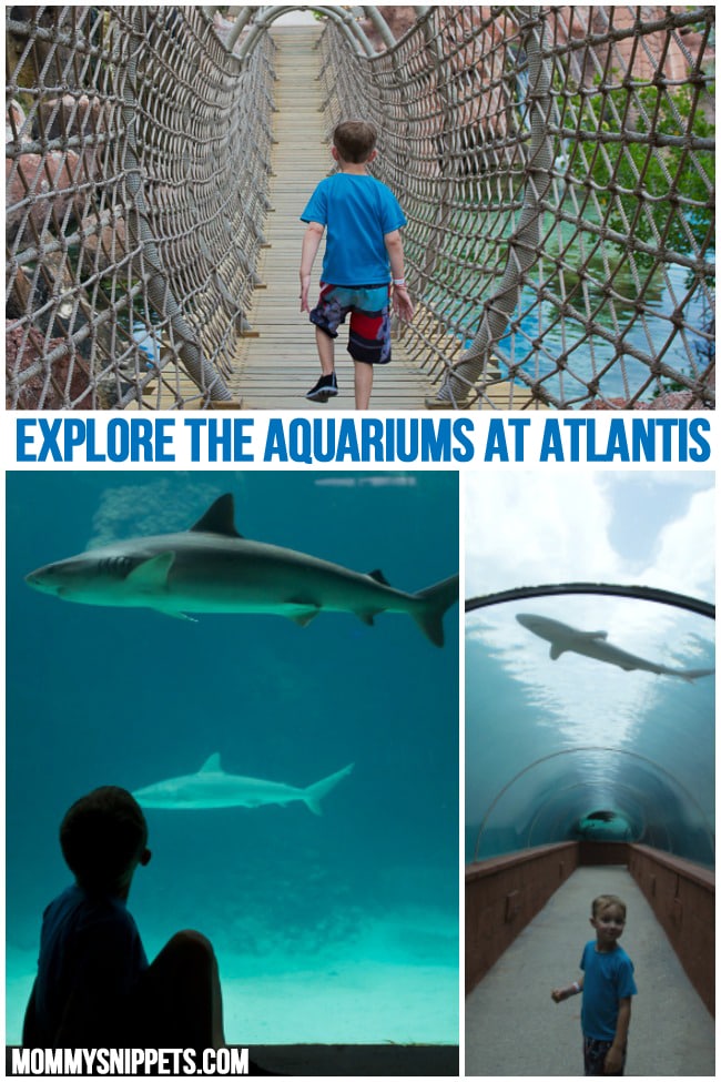 Explore the Aquariums at Atlantis