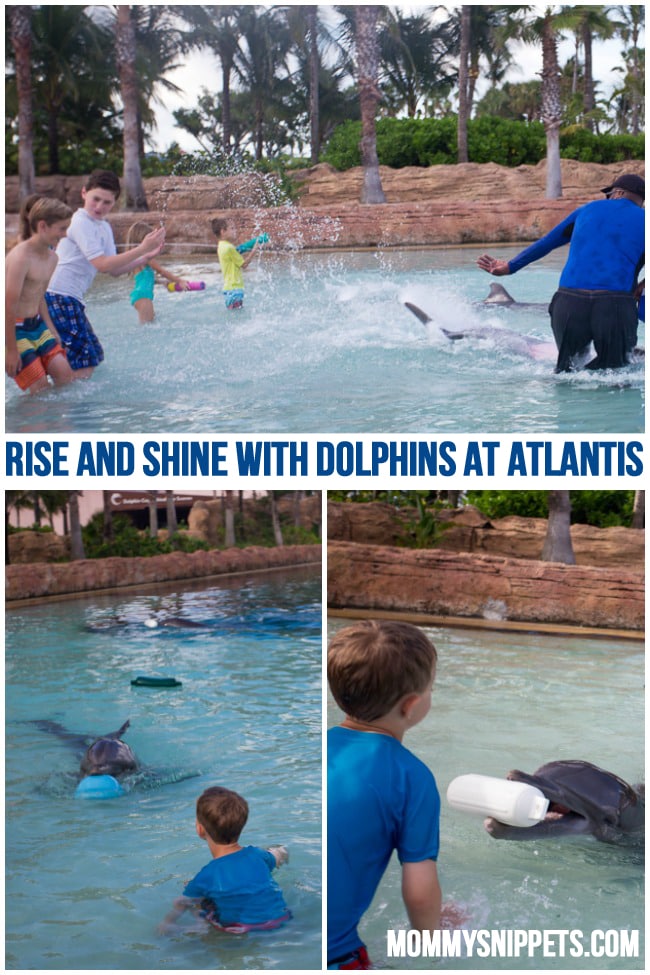 Rise and Shine with Dolphins