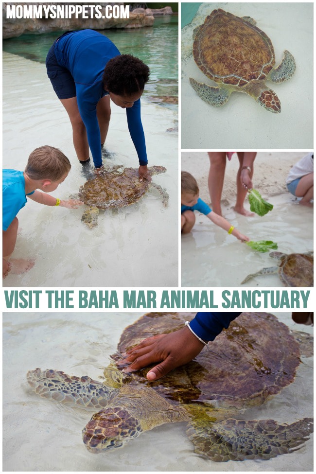 Visit Baha Mar Animal Sanctuary