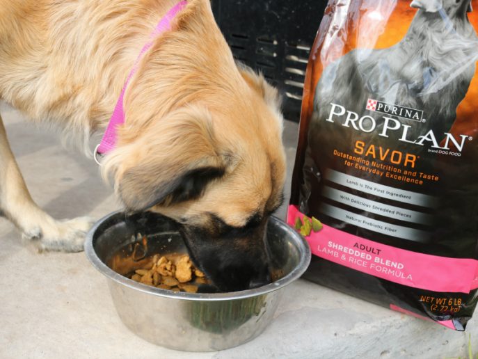 Best tips to ensure your dog is healthy and happy, thriving in your home.